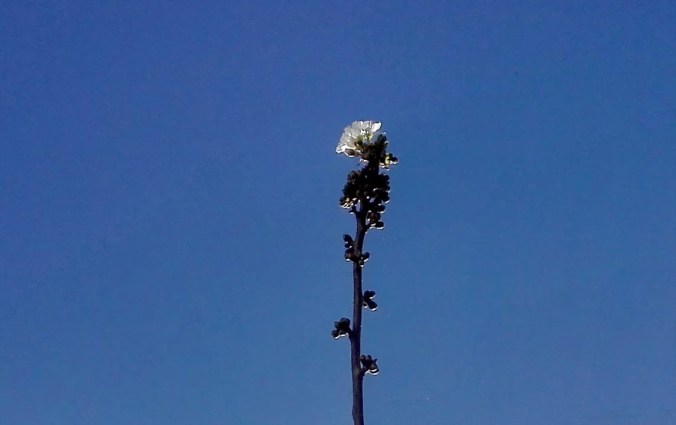 image_6018A887-3481-4126-A18E-6412AF985A4F.IMG_1418