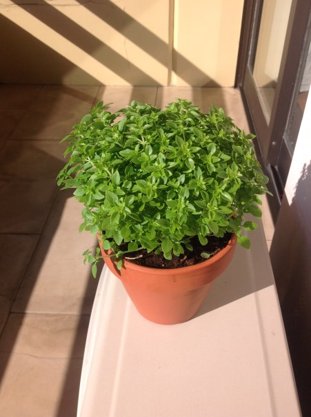 image_C0EF25E3-5BEB-43BA-B7A0-816EBD323ED4.IMG_1453