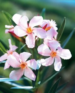 image_1A7A44D4-F41C-4C7A-9B5D-79405C7BD09D.IMG_1462